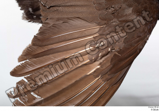 Western capercaillie back feathers 0002.jpg